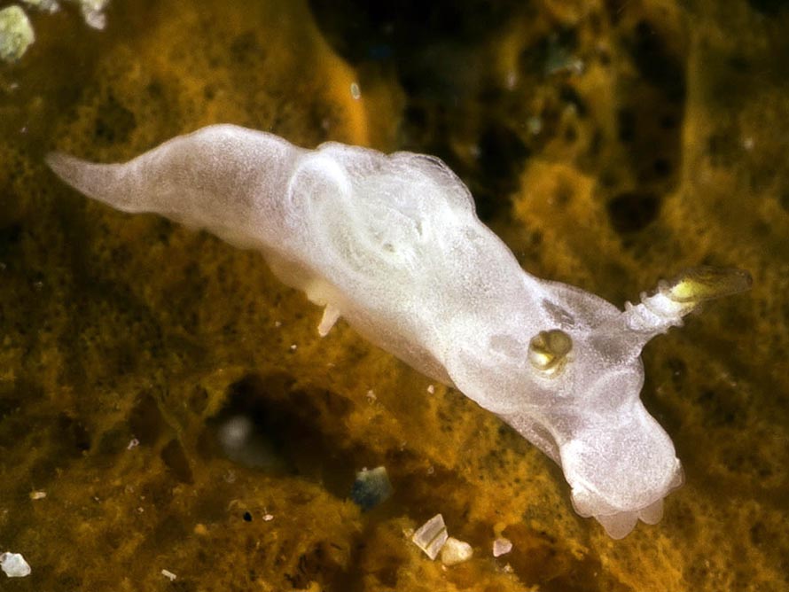 Pelagella sp. 9